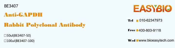GAPDH Rabbit Polyclonal Antibo