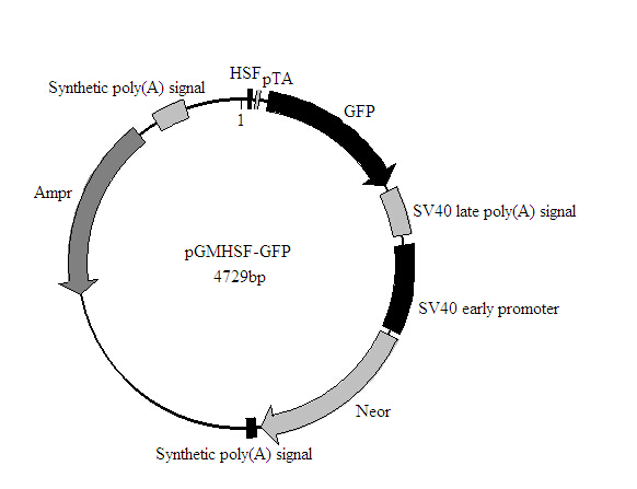 HSF-GFP报告基因质粒报价