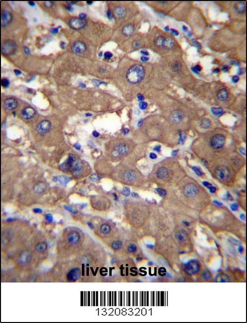 UGDH antibody - C - terminal region (OAAB08893) in Human Liver using Immunohistochemistry