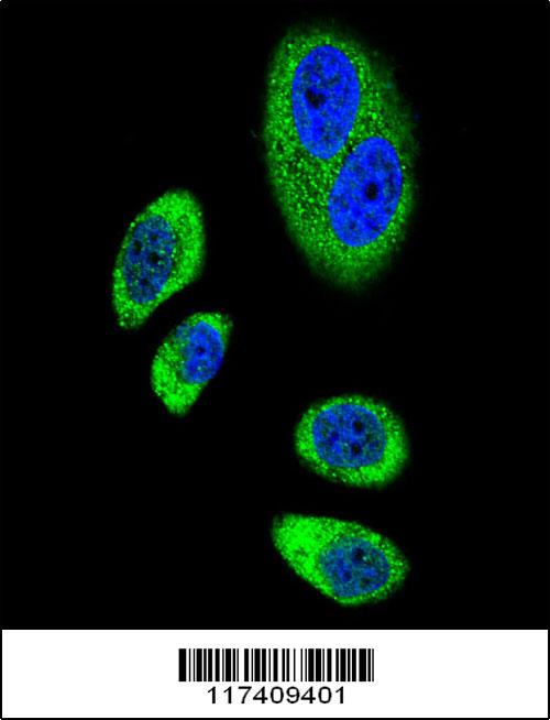 PTGS2 antibody (center region (OAAB07800) in A549 using Immunofluorescence