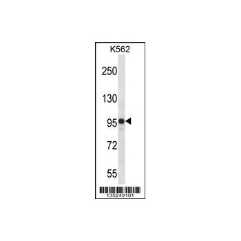 SAP130 antibody - C - terminal region (OAAB11436) in K562 using Western Blot
