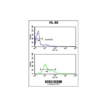 MDH1 antibody - C-terminal region (OAAB01681) in HL-60 using Flow Cytometry