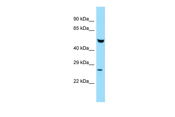 Faf2 antibody - N-terminal region (ARP62247_P050) in Mouse Liver using Western Blot