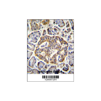 GRIN2A antibody - C - terminal region (OAAB07635) in Human pancreas using Immunohistochemistry