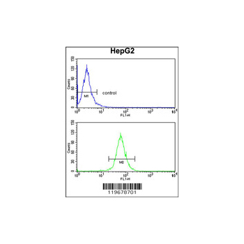 ABCG1 antibody - N-terminal region (OAAB03522) in HepG2 using Flow Cytometry
