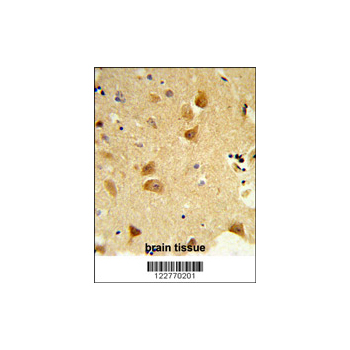 DERL1 antibody - C-terminal region (OAAB05344) in human brain using Immunohistochemistry