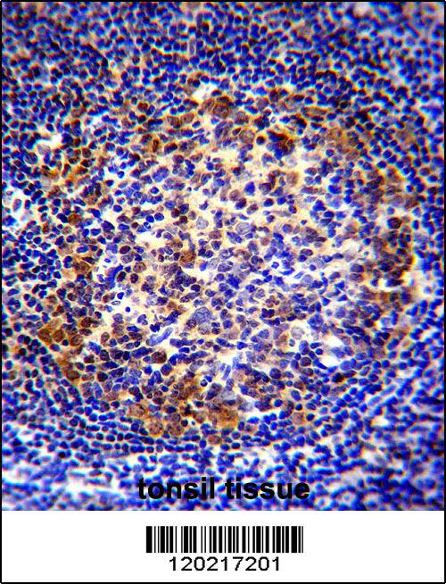 PAX5 antibody - center region (OAAB07949) in Human Tonsil using Immunohistochemistry