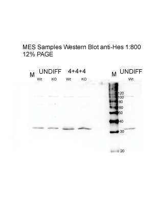 HES1 antibody - N-terminal region (ARP32372_T100) in Mouse embryonic stem using Western Blot