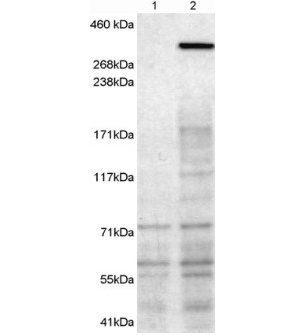 NBEA Antibody (OAEB02210) in HEK293 using Western Blot