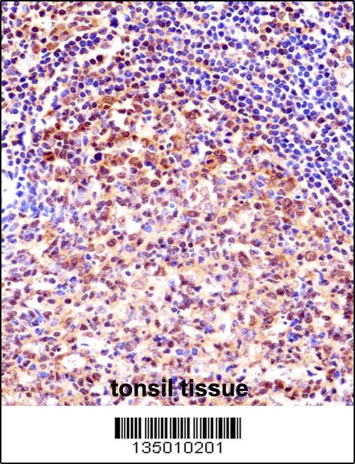 TCEA1 antibody - center region (OAAB11092) in Human Tonsil using Immunohistochemistry