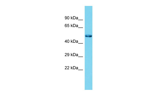 Sp7 Antibody - N-terminal region (ARP37446_P050) in Rat Testis using Western Blot