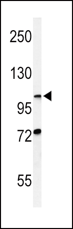 HIF1A Antibody (N-term) (OAAB02194) in CHO using Western Blot