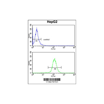 ABCG1 antibody - center region (OAAB03523) in HepG2 using Flow Cytometry