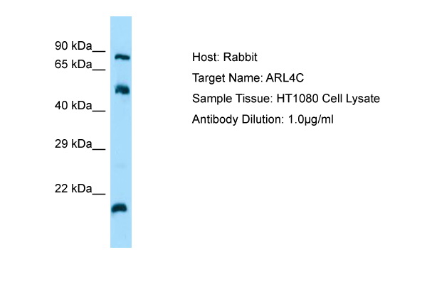 ARL4C Antibody - N-terminal region (ARP67007_P050) in Human HT1080 Whole Cell using Western Blot