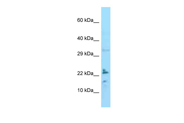 IL24 Antibody - C-terminal region (ARP53387_P050) in Human HepG2 using Western Blot