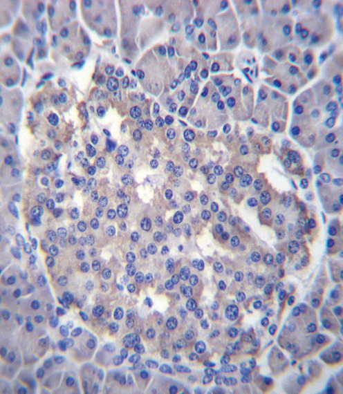 Sestrin - 3 antibody (center region (OAAB08741) in Human Pancreas using Immunohistochemistry