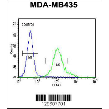 GRIN2A antibody - C - terminal region (OAAB07635) in MDA-MB435 using Flow Cytometry