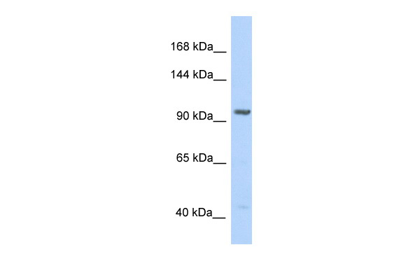 IDE antibody - N-terminal region (ARP30652_P050) in Human HeLa using Western Blot