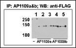 HDAC9 Antibody (N-term) (OAAB07338) in HeLa-HDAC9 using immunoprecipitate