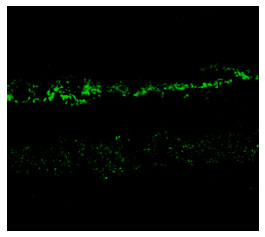 Anti-NMDA Receptor, NR2A Subunit (OAPC00034) in Rabbit retina using Immunohistochemistry
