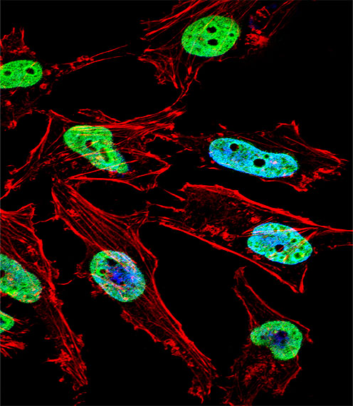 NKX1-1 Antibody (Center) (OAAB08157) in Hela using immunofluorescent