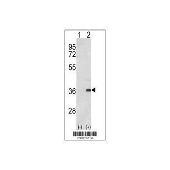 MDH1 antibody - C-terminal region (OAAB01681) in MDH1 using Western Blot