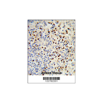 MDFIC antibody - N-terminal region (OAAB05305) in human spleen using Immunohistochemistry