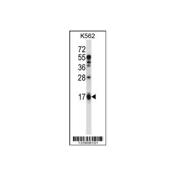 EDN2 antibody - C - terminal region (OAAB10161) in K562 using Western Blot