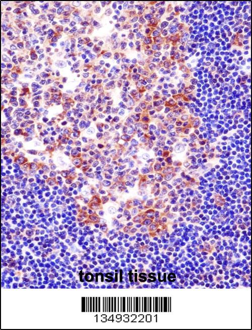SPI1 Antibody (C-term) (OAAB11181) in human tonsil tissue using immunohistochemistry