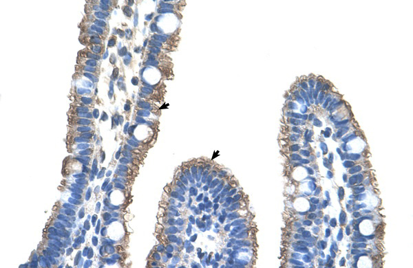 C9orf127 antibody - middle region (ARP42472_T100) in Human Intestine using Immunohistochemistry