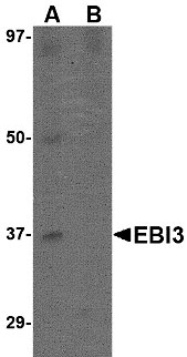 EBI3 Antibody (0.1 mg)(OAPB00808) in K562 using Western blot.
