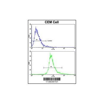BDNF antibody - C-terminal region (OAAB05026) in CEM using Flow Cytometry