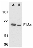 F1A alpha Antibody (OAPB00108) in mouse and Rat liver using Western Blot