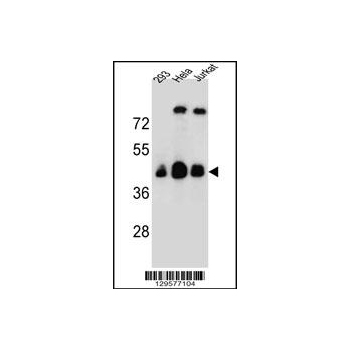 OR4C13 antibody - N - terminal region (OAAB07679) in 293, Hela, Jurkat using Western Blot