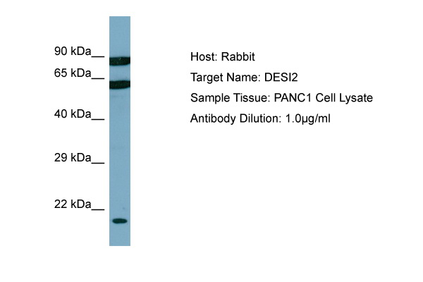 DESI2 Antibody - C-terminal region (ARP41603_P050) in Human PANC1 using Western Blot