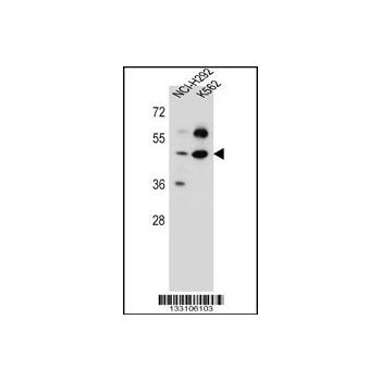 SC65 antibody - C - terminal region (OAAB09545) in NCI-H292, K562 using Western Blot