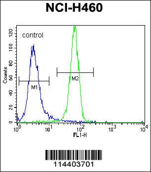 NGF antibody - center region (OAAB04825) in NCI-H460 using Flow Cytometry