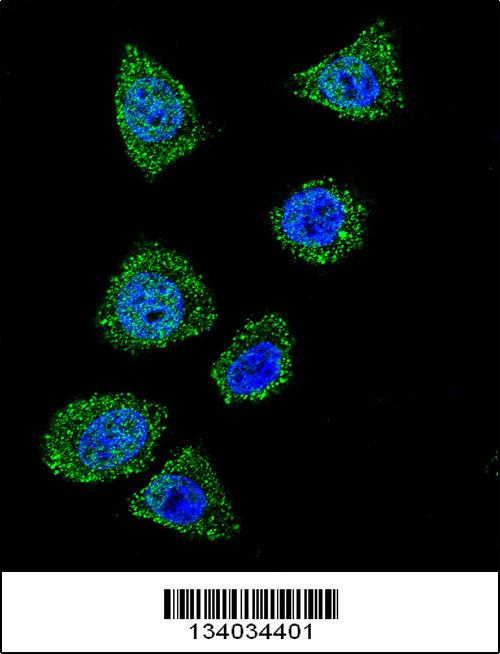 TOP1 antibody - N - terminal region (OAAB10195) in Hela using Immunofluorescence