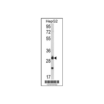 MYD88 antibody - center region (OAAB05114) in HepG2 using Western Blot