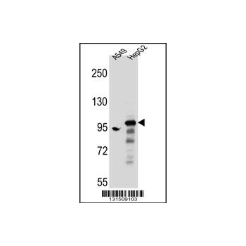 SH3D20 antibody - center region (OAAB08797) in A549, HepG2 using Western Blot