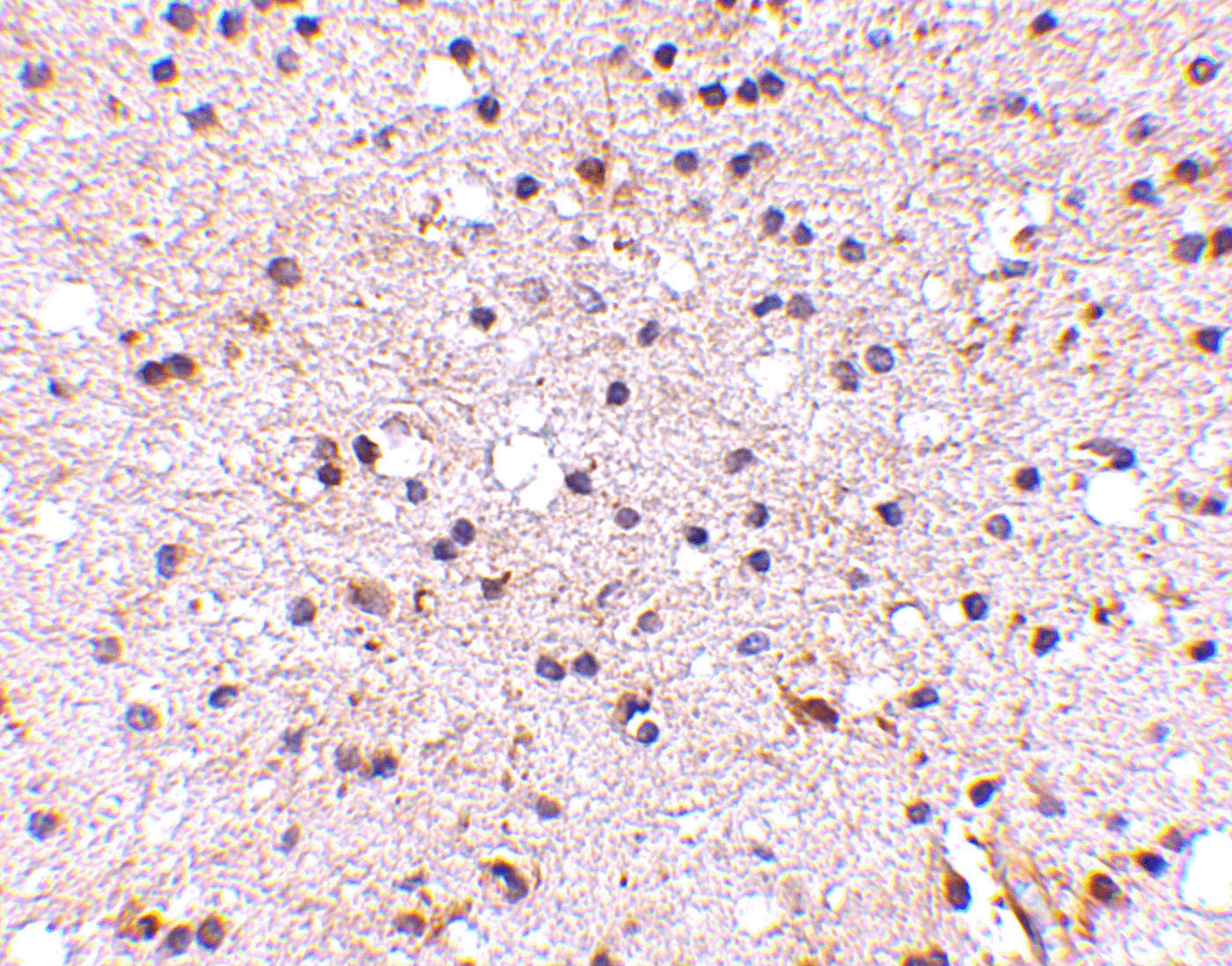 NPTX2 Antibody (OAPB00669) in Human brain using Immunohistochemistry