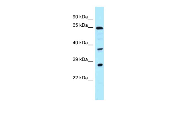 CDC37L1 antibody - C-terminal region (ARP62437_P050) in Human THP-1 using Western Blot