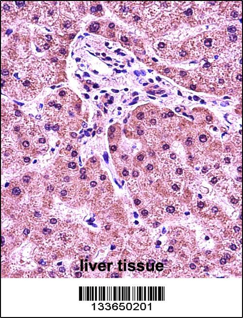 HIST1H1E antibody - N - terminal region (OAAB10010) in Human Liver using Immunohistochemistry