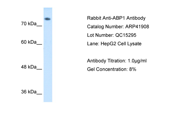 ABP1 antibody - C-terminal region (ARP41908_P050) in Human HepG2 using Western Blot
