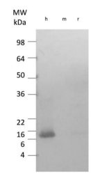 Anti-IL-17F (OASD00012) in recombinant human IL-17F using Western Blot