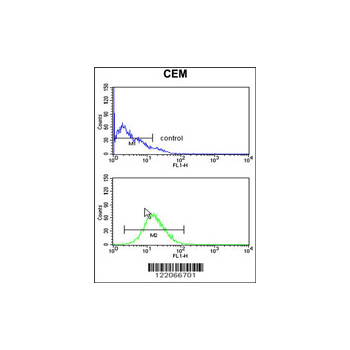 BAT4 antibody - C-terminal region (OAAB05318) in CEM using Flow Cytometry