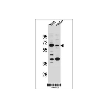 NHEDC1 antibody - N - terminal region (OAAB07426) in K562, HepG2 using Western Blot