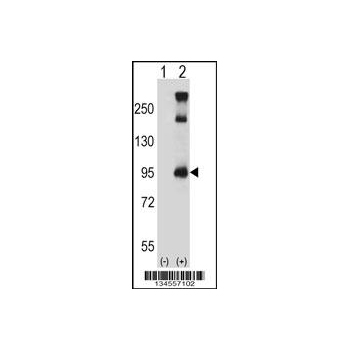 TRPC3 antibody - C - terminal region (OAAB10899) in 293 using Western Blot