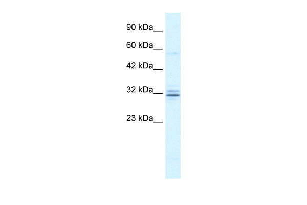HES1 antibody - N-terminal region (ARP32372_T100) in Human Raji using Western Blot