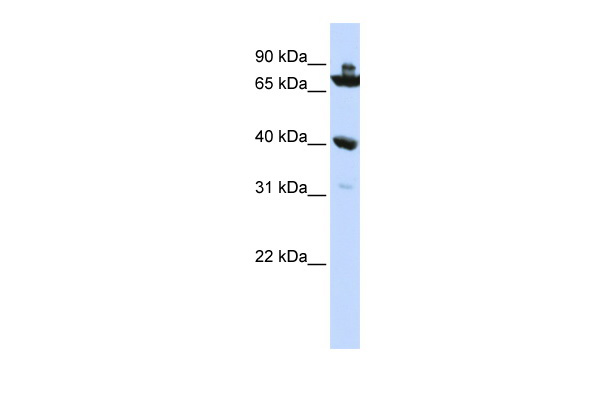 C7orf31 antibody - N-terminal region (ARP52656_P050) in Human HepG2 using Western Blot